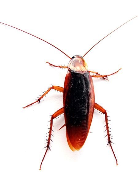 Cockroach